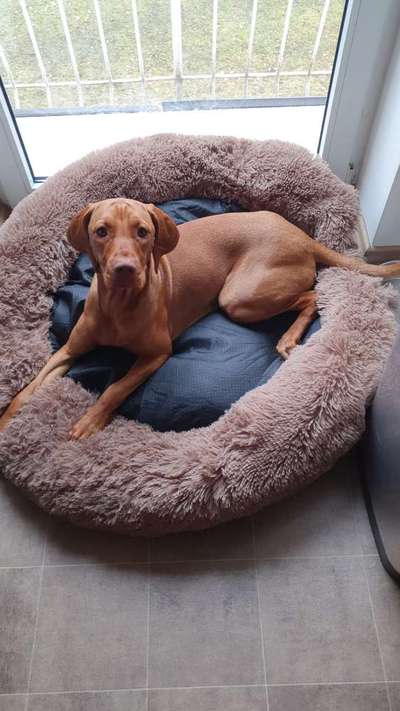 Magyar Vizsla UK-Beitrag-Bild