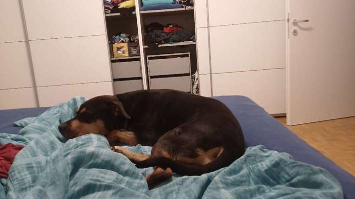 Darf der Hund bei Euch im Bett schlafen?-Beitrag-Bild