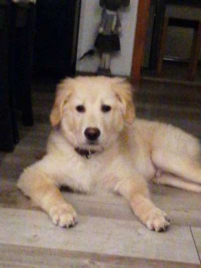 Wo sind die Golden Retriever Liebhaber?-Beitrag-Bild