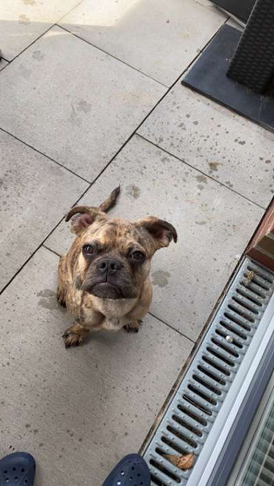 Französische Bulldoggen-Beitrag-Bild