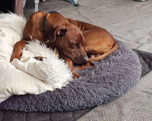 Hundetreffen-Rhodesian Ridgeback Treffen-Bild