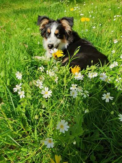 Dogorama Photo Challenge - Frühlingserwachen-Beitrag-Bild