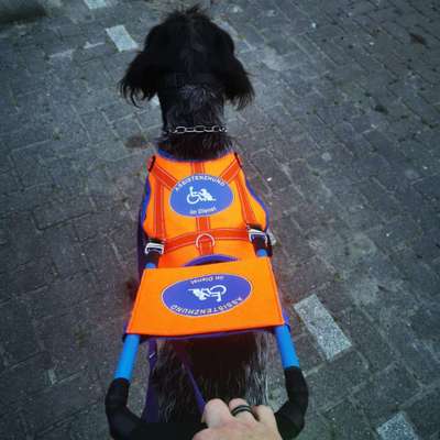 Reinrassige Hunde?-Beitrag-Bild