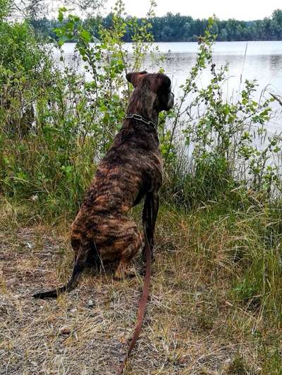 Dogorama Photo Challenge - schönster Gassiausblick-Beitrag-Bild