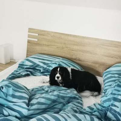 Reinrassige Hunde?-Beitrag-Bild