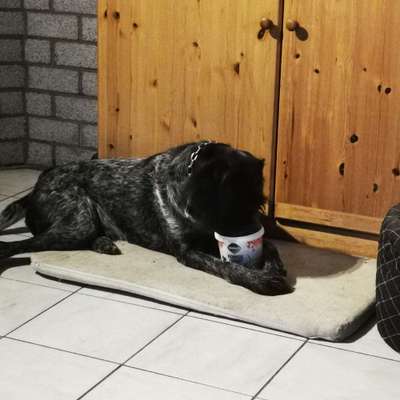 Reinrassige Hunde?-Beitrag-Bild