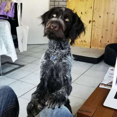 Reinrassige Hunde?-Beitrag-Bild