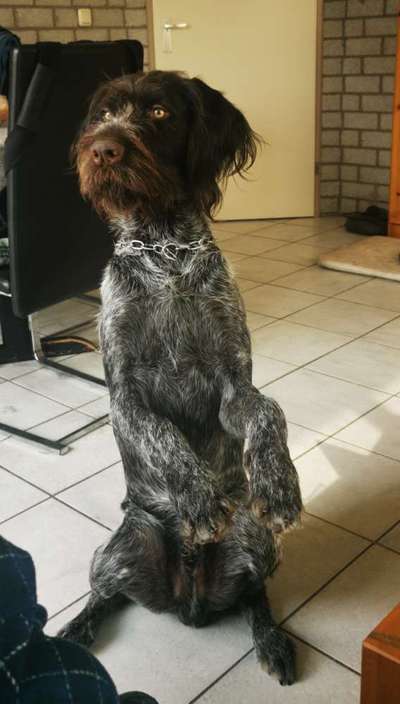 Reinrassige Hunde?-Beitrag-Bild