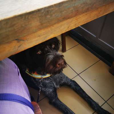 Reinrassige Hunde?-Beitrag-Bild