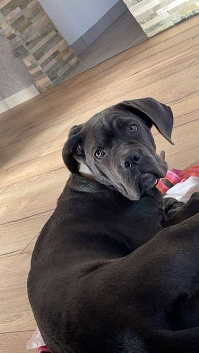 Welche Hunderasse-Beitrag-Bild