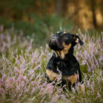 Olde English Bulldogge-Beitrag-Bild