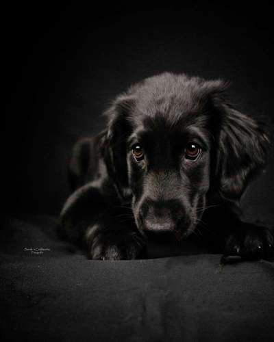 Tierfotografie Sarah's Craftworks Fotografie in Schwerin  – Dogorama