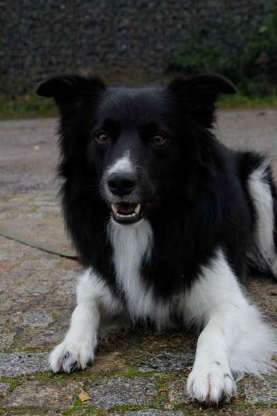 Hundetreffen-Ein Buddy für Snati-Bild