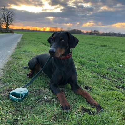 Hundetreffen-Gassi gehen und toben-Bild