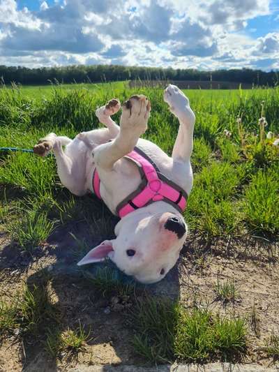 Die Dogorama Monats Challenge "Es grünt und blüht"-Beitrag-Bild