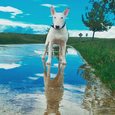 Die Dogorama Kalender Challenge Teil 3/4-Beitrag-Bild