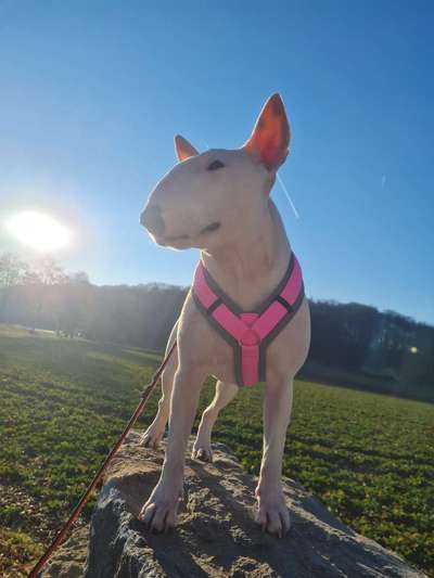 Miniatur Bull Terrier-Beitrag-Bild