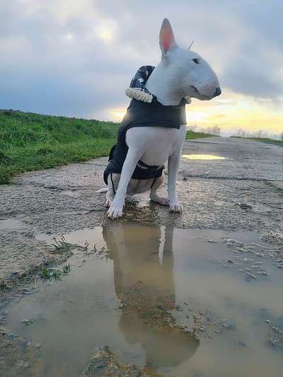 Dogorama-Monats-Challenge-Mai "Wasser"-Beitrag-Bild