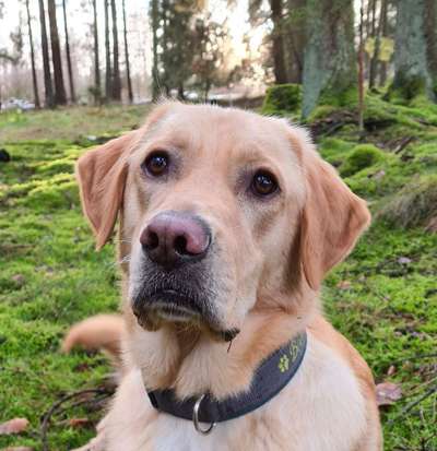 Hundetreffen-Gassirunde/ spielen/ toben-Bild