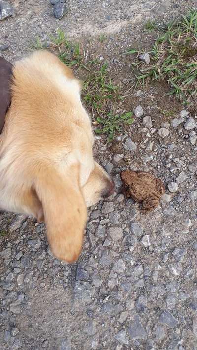 Labradorfans-Beitrag-Bild