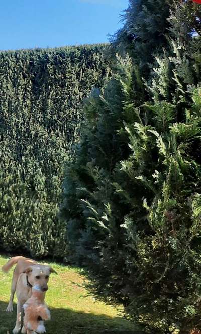 Labradorfans-Beitrag-Bild