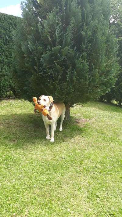 Labradorfans-Beitrag-Bild