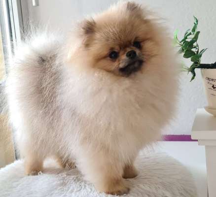 Dogorama Photo Challenge - Be my valentine-Beitrag-Bild