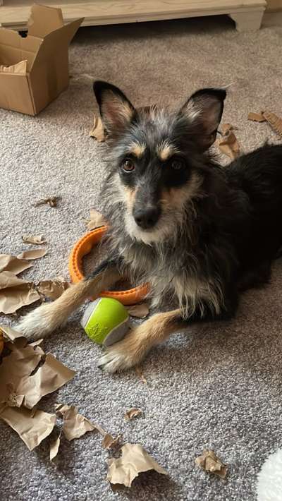 Mischlingshunde Foto Aufruf-Beitrag-Bild