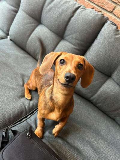Hundetreffen-Spielpartner und Gassipartner gesucht-Bild