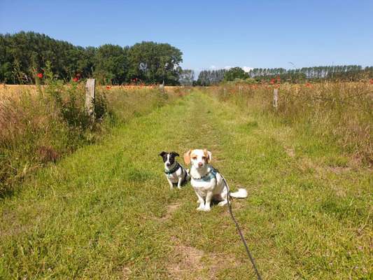Bester Freund, Hundekumpel - zeigt her!-Beitrag-Bild