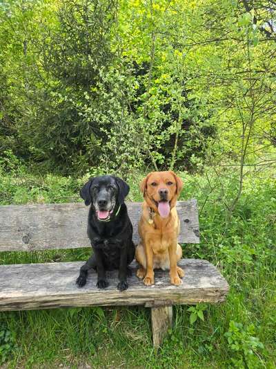 Hundetreffen-Gemeinsames Training - Sozialwalk - Neuried/Forstenriederpark-Bild