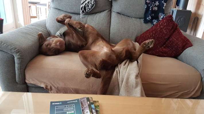 Dogorama Photo Challenge - Zeigt her eure Bäuche-Beitrag-Bild