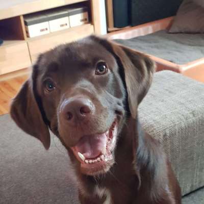 Dogorama Photo Challenge - Hundeblick zum hinschmelzen-Beitrag-Bild