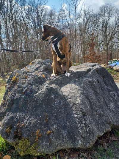 Dogorama Photo Challenge - Tarnung ist alles-Beitrag-Bild