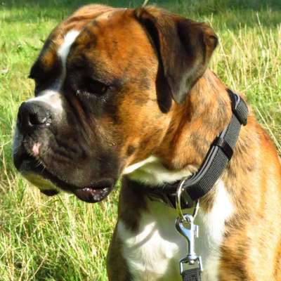 Boxer ???-Beitrag-Bild