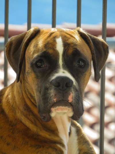 Deutsche Boxer-Beitrag-Bild