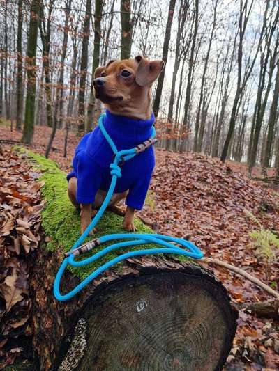 Winteroutfit für Hunde, yey or nej-Beitrag-Bild