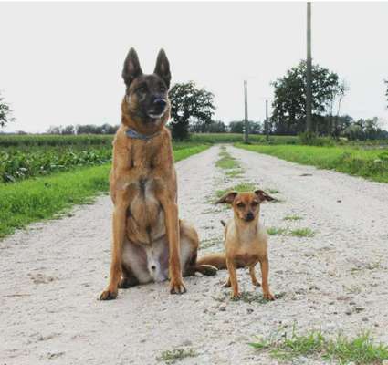 Bester Freund, Hundekumpel - zeigt her!-Beitrag-Bild