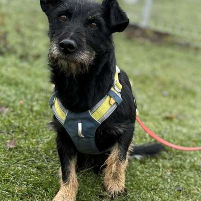 aktuelles Foto Gruppe Hunde aus dem Tierschutz