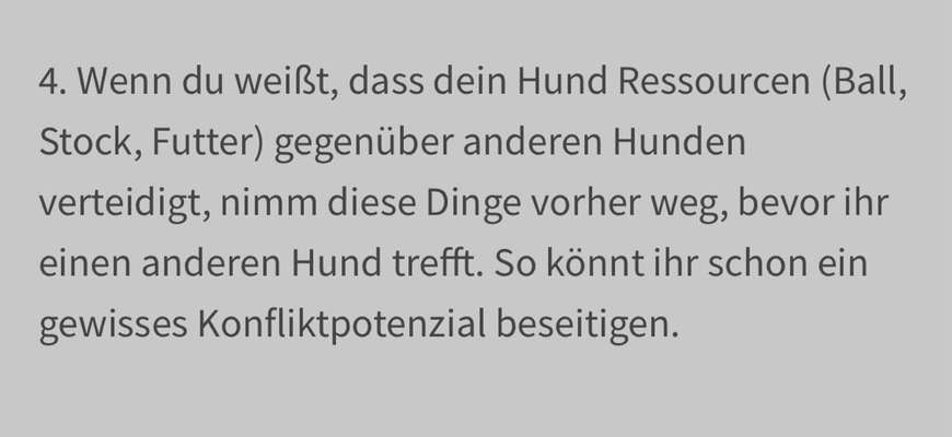 Andere Hunde ohne Leine-Beitrag-Bild