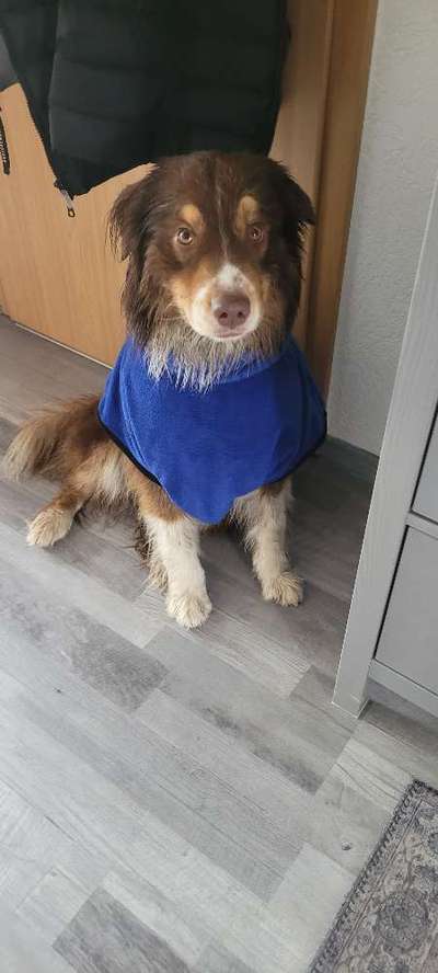 Dogorama Photo Challenge- genervter Blick-Beitrag-Bild