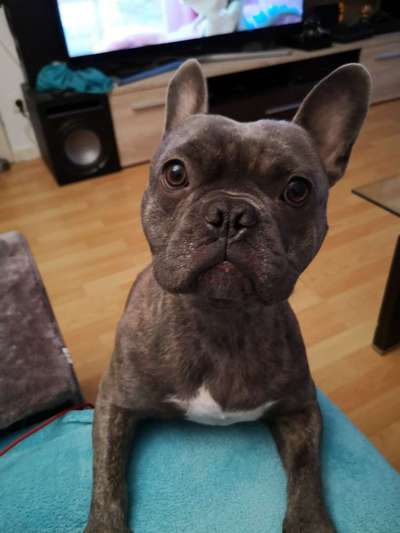 Hundetreffen-Spielen-Bild