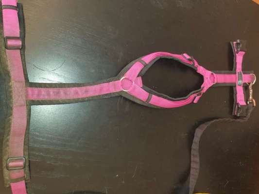 Halsband und geschirr scheuern fell weg-Beitrag-Bild