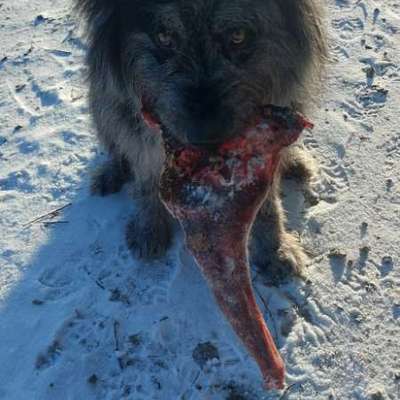 Giftköder-Großer Fleischknochen Schulter evtl. Reh-Bild