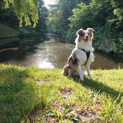 Hundetreffen-Spazier & Spielrunde-Bild