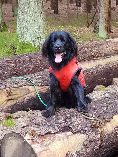 Seltene Rassen!-Beitrag-Bild