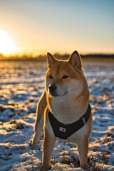 Fotochallenge Nr. 62 Romantische Momente-Beitrag-Bild