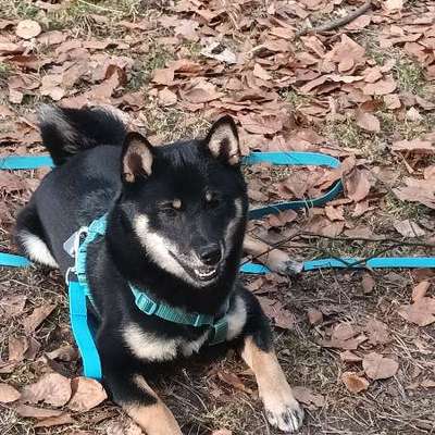 Hundetreffen-Spielpartner gesucht :)-Bild