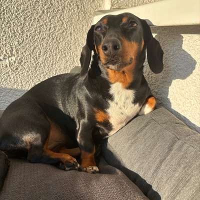 Hundetreffen-Dackeltreffen in Essen-Bild