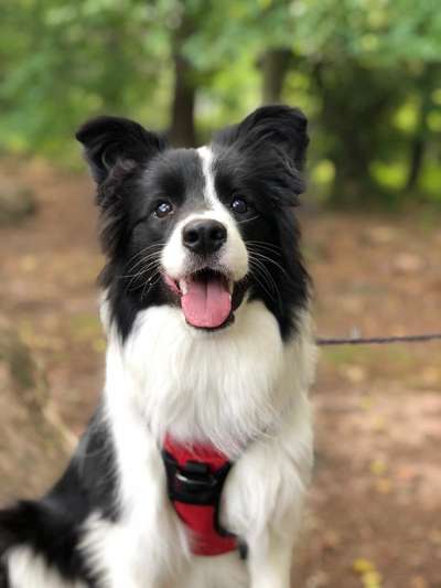 Die Dogorama Kalender Challenge Teil 3/4-Beitrag-Bild